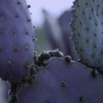 Purple Prickly Pear