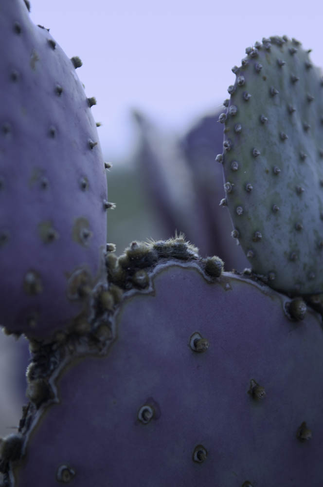 Purple Prickly Pear
